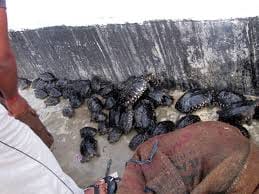 tortoise trafficking from auraiya chambal