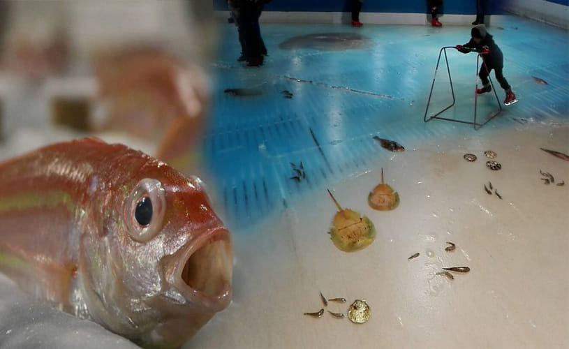 Japanese aquarium sparks outrage with ice rink that has thousands of fish frozen