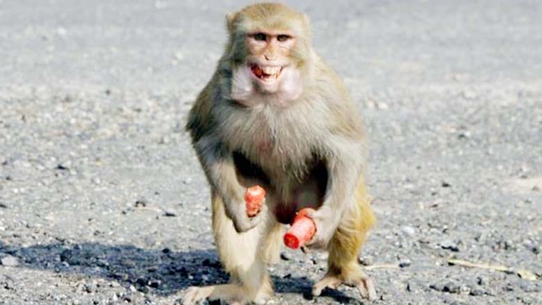 attacked by monkeys two children were injured after falling from roof