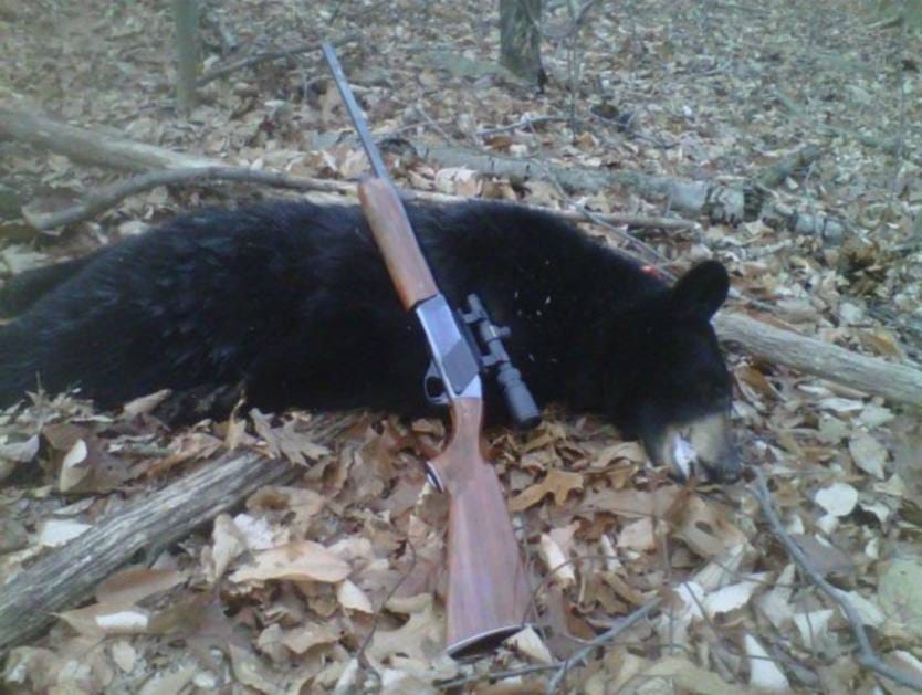 bear killing for sex power medicine.