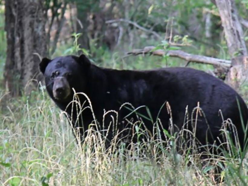 woman fight with bear to save husband.
