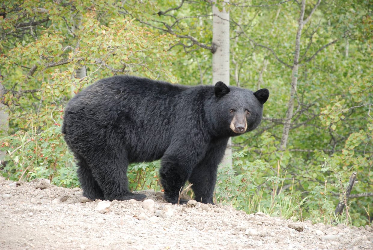 bear conservation center in agra may be closed