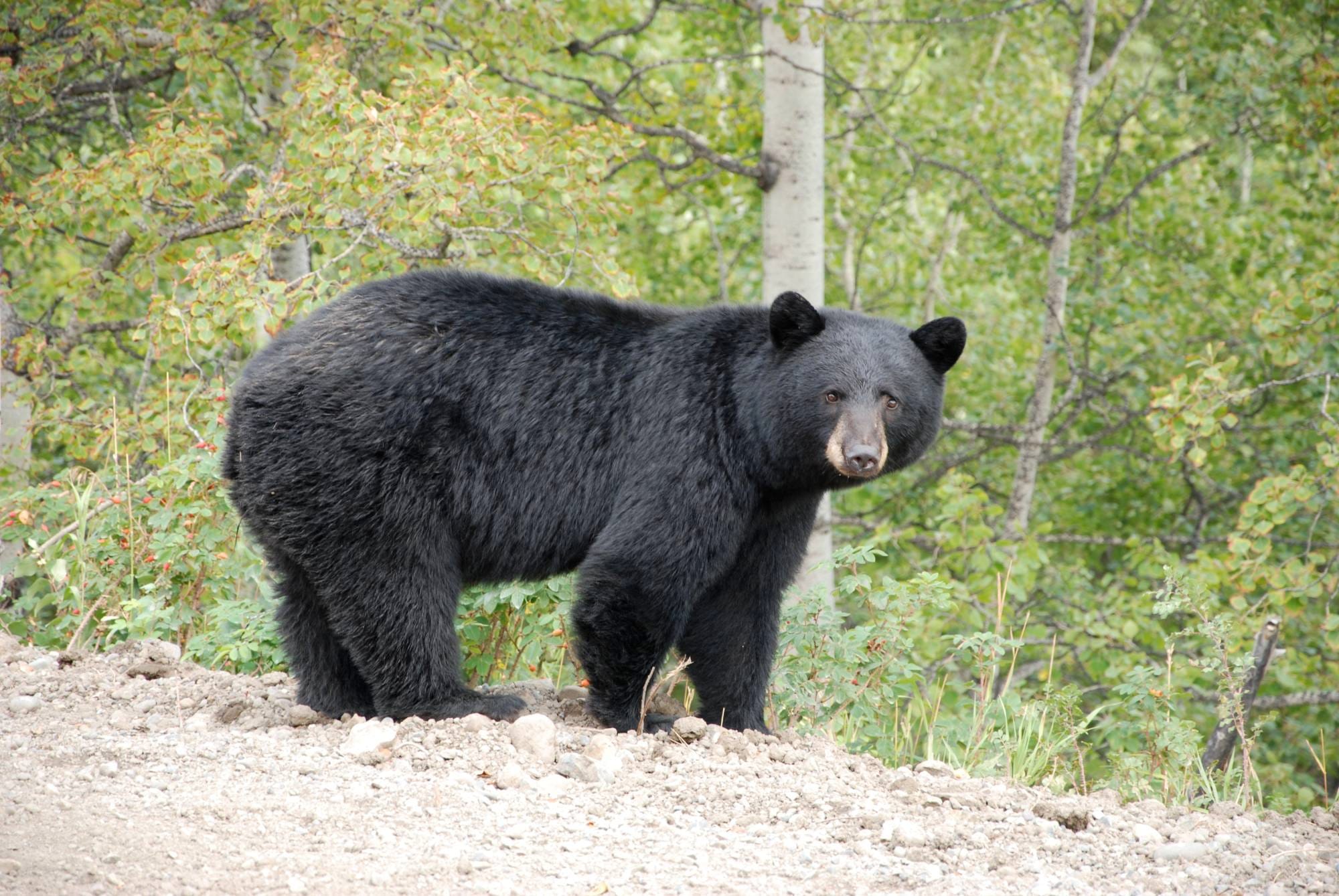 woman fight with bear to save husband.