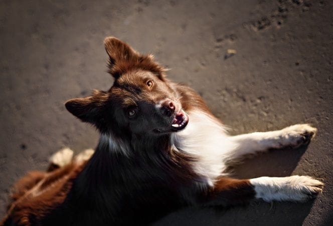 8 inauspicious sign of dog