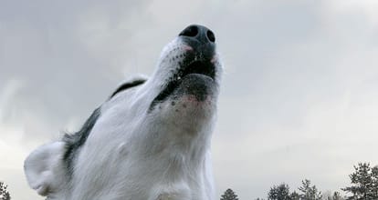 be aware of stray dogs, an old man killed at muktsar of punjab