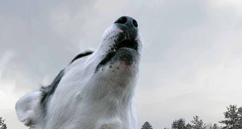 8 inauspicious sign of dog