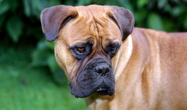 8 inauspicious sign of dog