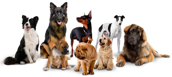 8 inauspicious sign of dog