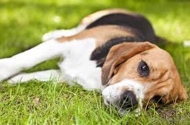 8 inauspicious sign of dog