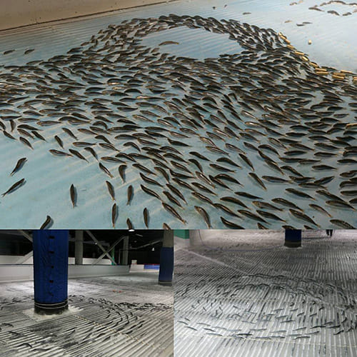 Japanese aquarium sparks outrage with ice rink that has thousands of fish frozen
