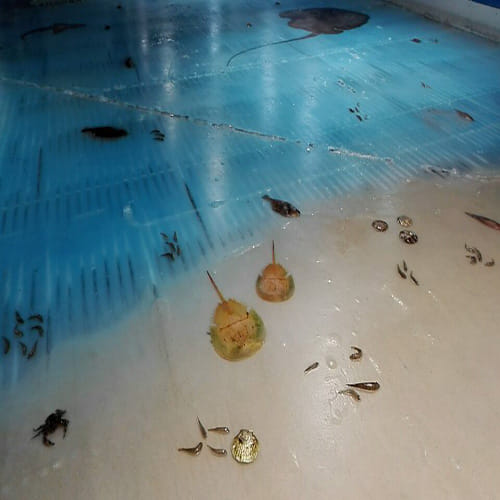 Japanese aquarium sparks outrage with ice rink that has thousands of fish frozen