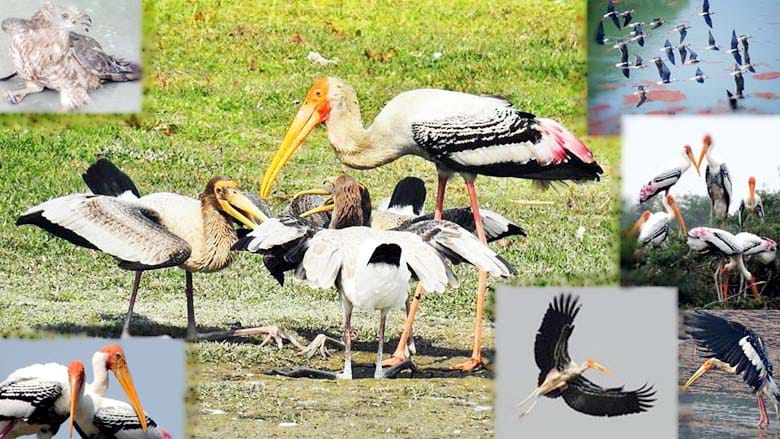 beautiful colorful birds are coming in kanpur zoo