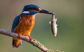 beautiful colorful birds are coming in kanpur zoo