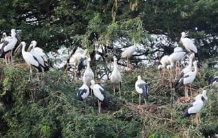 beautiful colorful birds are coming in kanpur zoo