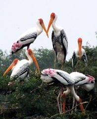 beautiful colorful birds are coming in kanpur zoo