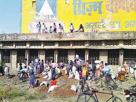  bebhaav hua aaloo, kisaan pareshaan Bebav the potato farmers