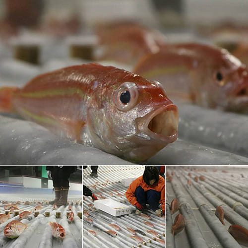 Japanese aquarium sparks outrage with ice rink that has thousands of fish frozen