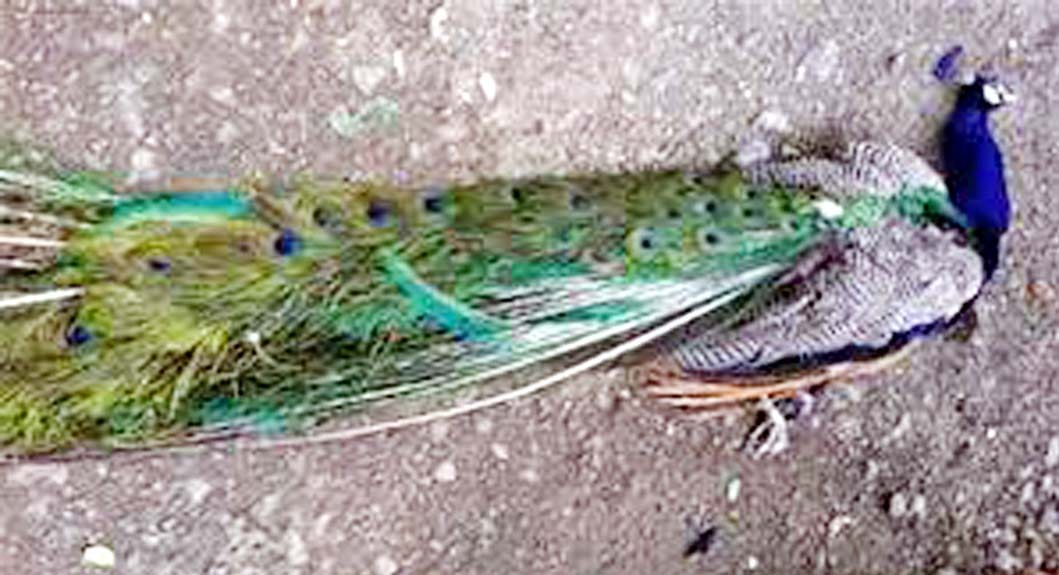 created a stir by finding seven bodies of national birds