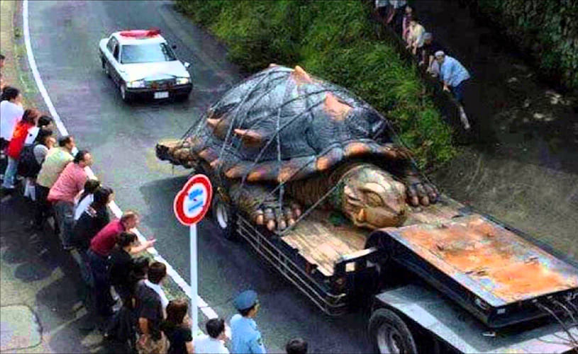 Giant Turtle found in Japan 