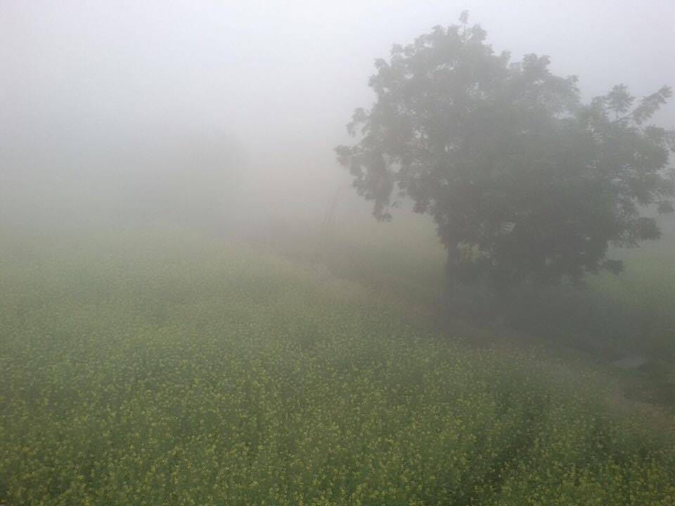 kanpur wrapped in fog blanket 