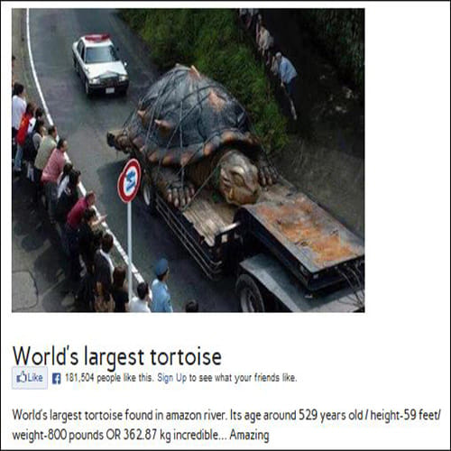 Giant Turtle found in Japan 