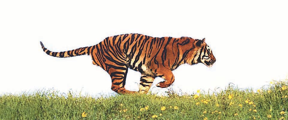 The heifer was also killed in the attack wounded tigress 