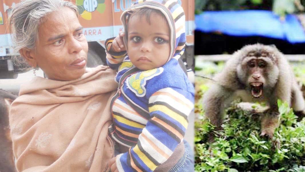 wicked monkeys snatched bag full of money