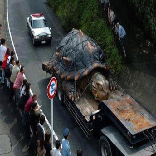 Giant Turtle found in Japan 