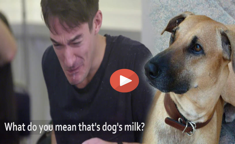 PETA fools people into drinking 'dog milk' 