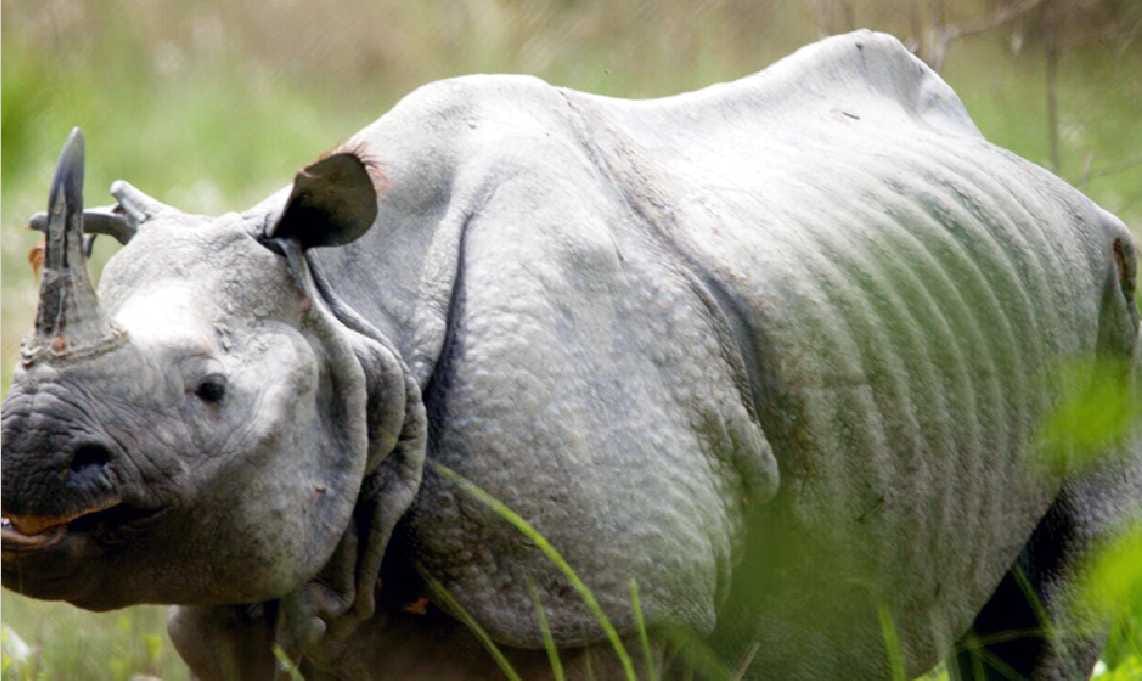Camera drones to locate rhino imposed