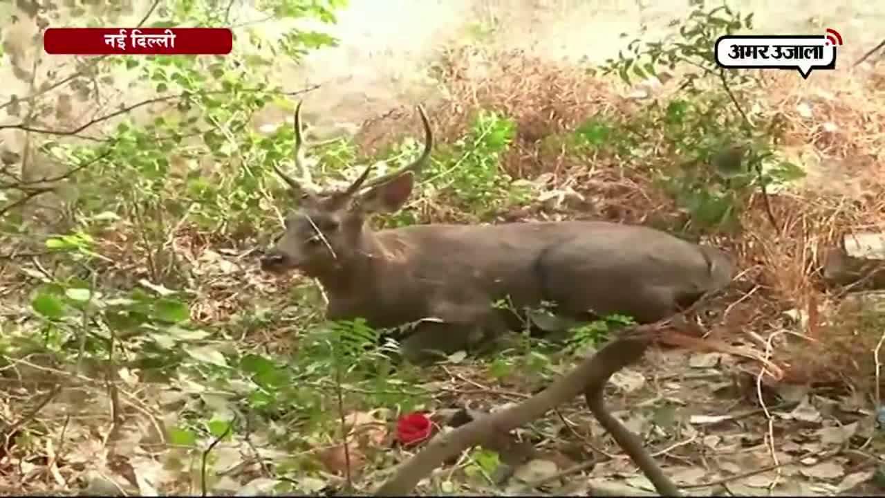 रास्ता भटककर दिल्ली पहुंचा बारहसिंगा 