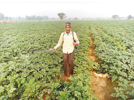 Crops murky fog and getting sick