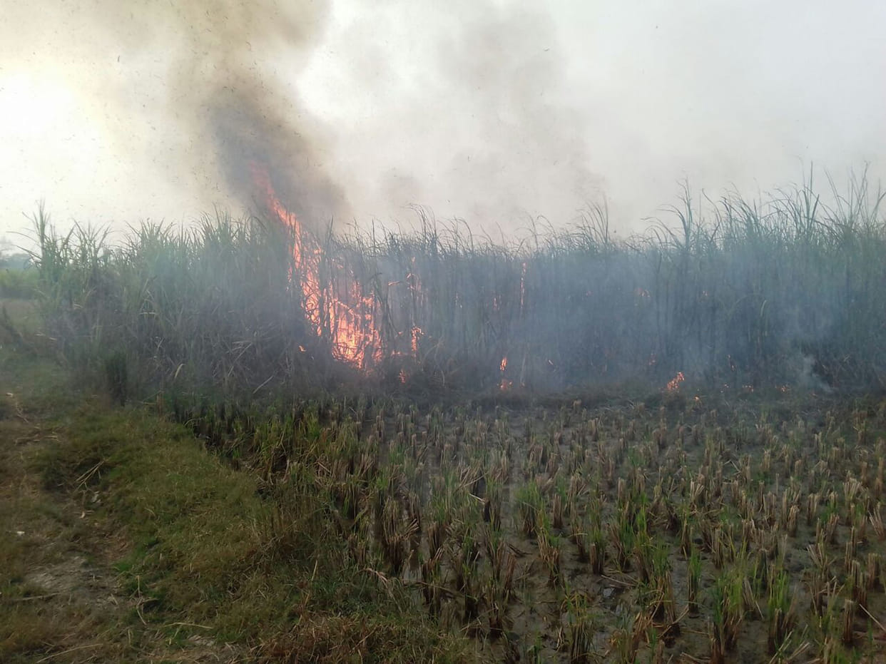 Wire fire broke out in the sugarcane