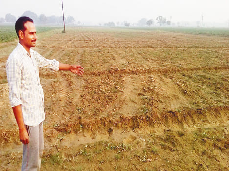 The four acres of potato crop slowdown hitch