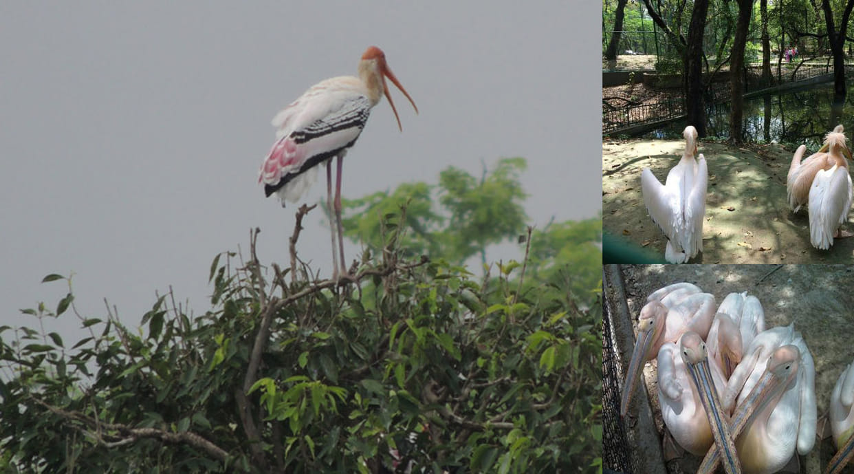 zoo bird festival today at kanpur