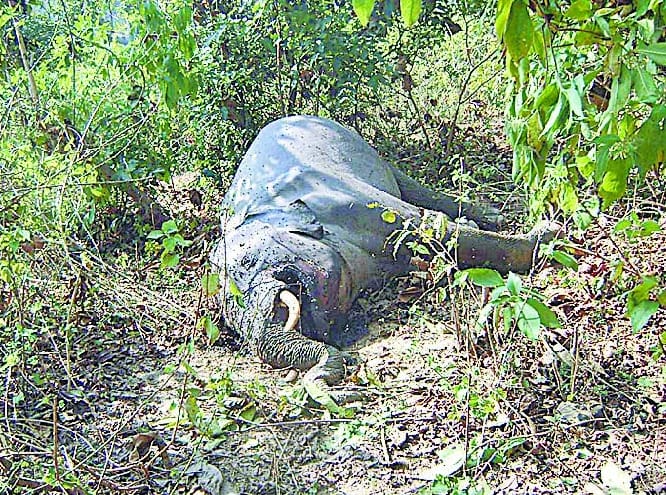 Mohnd elephant killed in the range, stirring