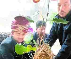 Took plants in Marriage to avoid dowry.
