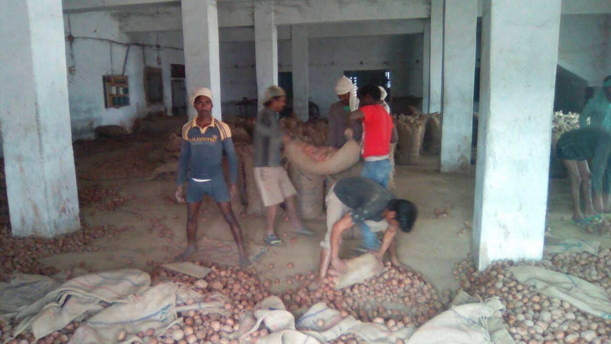 free potatoes from cold storage