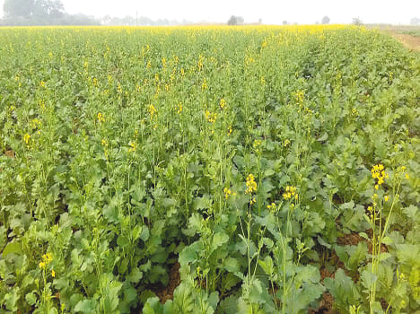 Fog benefit pulses, mustard damage