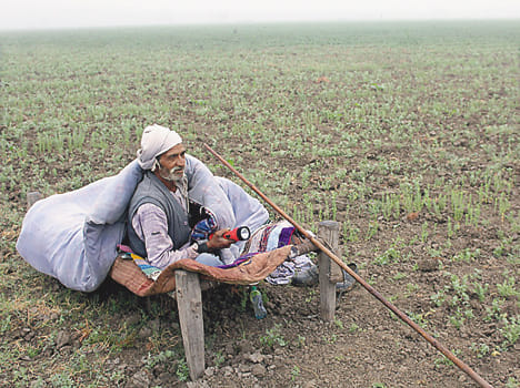 Protect crops from animals put their lives at stake