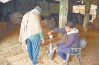 currency crisis, farmer, dairy, caseless, kaithal