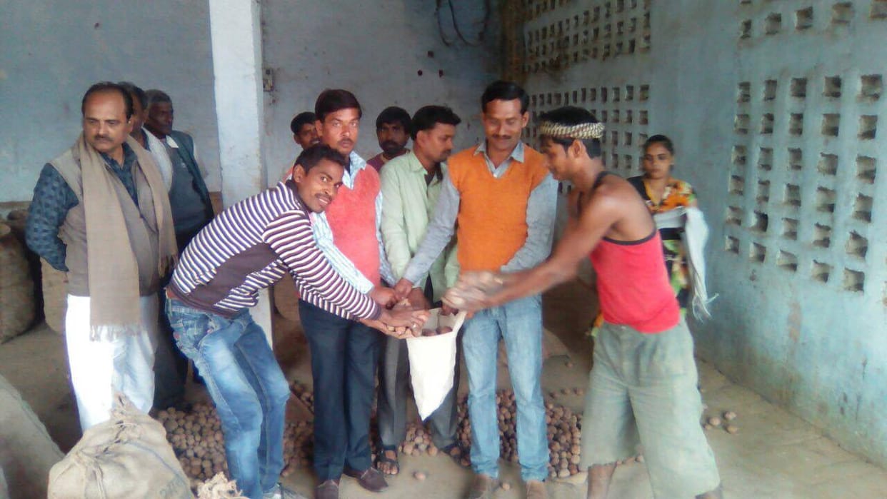 free potatoes distribute at kanpur