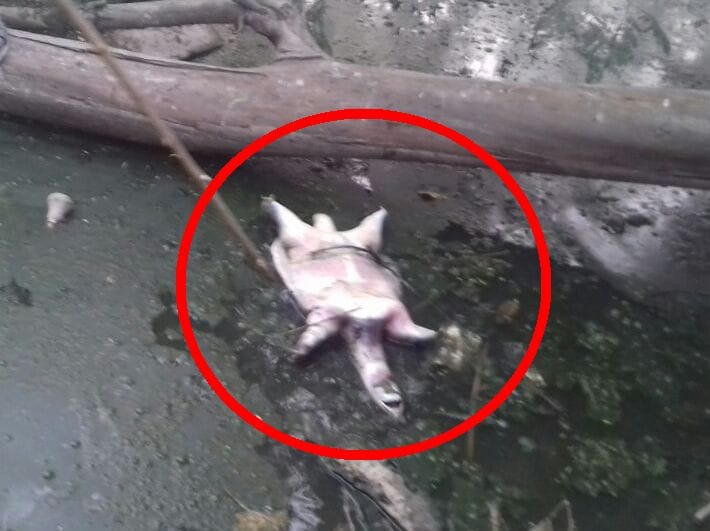 many turtles found dead in pond