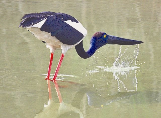 bird festival jarar 1