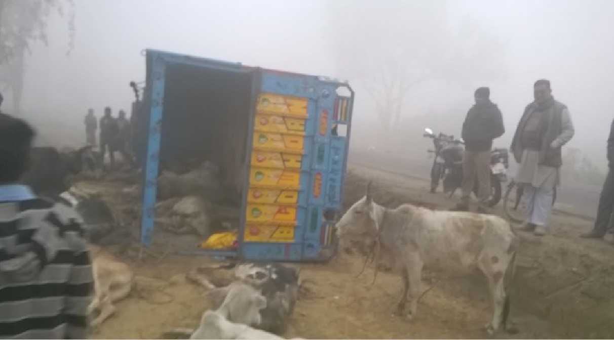 Reflex truck full of bovine animals, 34 animals dead