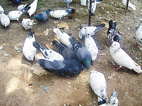 Only 735 birds were forest department team