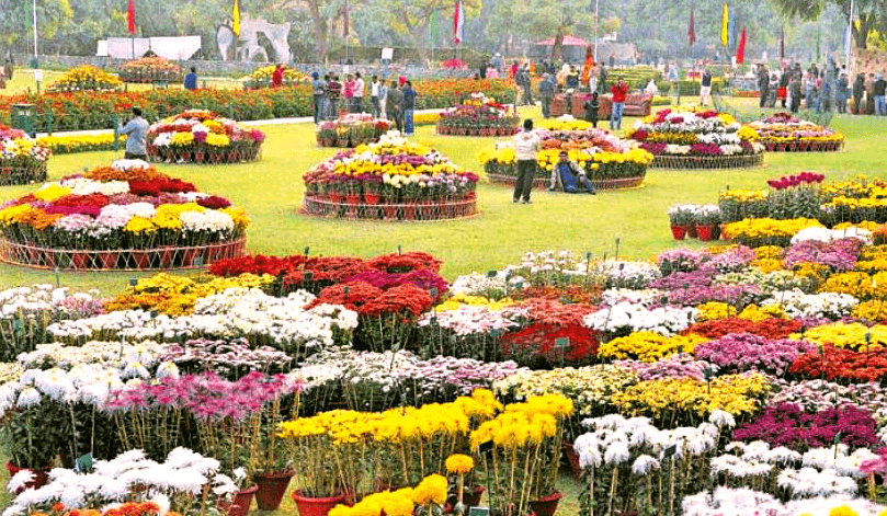 three day 33th guldaudi show in terraced garden chandigarh