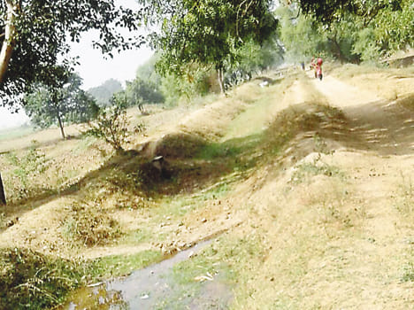 Minor Sisolr Plewa from dry stalled