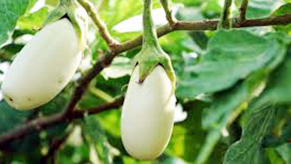 new species of eggplant prepared in Kanpur