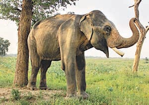 elephant pratapgarh